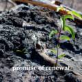 Promise of Renewal